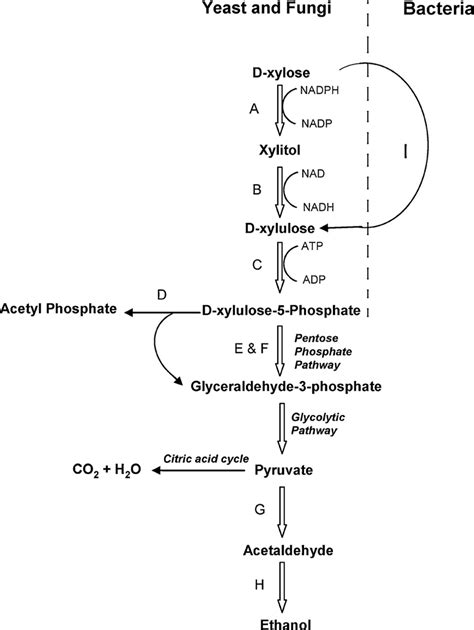 Schematic Diagram Of D Xylose Metabolism A Xylose Reductase B