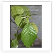 Banisteriopsis caapi, Banisteria caapi, Ayahuasca - Seeds - plants ...