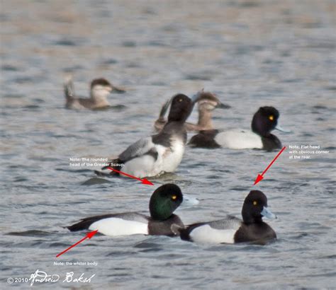 Birding Dude Study Time In The Field Greater Vs Lesser Scaup