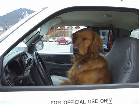 Roscoe Rescue Dog Have Snakes Will Travel