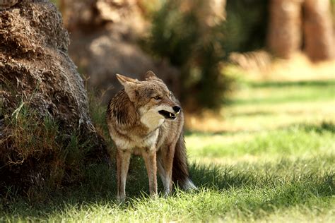 Coyote Sightings in Staten Island - Humane Removal of Unwanted Animals