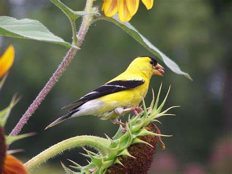 Free Goldfinch on sunflower Stock Photo - FreeImages.com