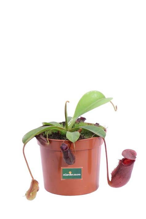 Nepenthes Ventricosa Vivaio Online Egarden