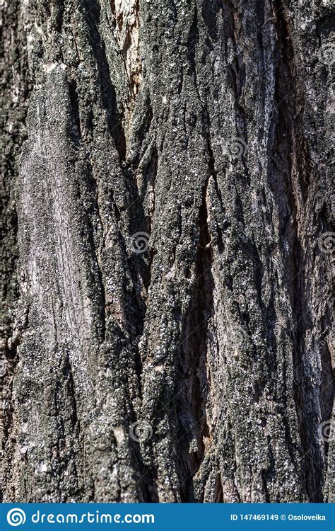 Textura De La Corteza De Un Rbol Fondo Natural Corteza De Un Primer