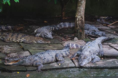 Crocodile Farm in Singapore | Long Kuan Hung Crocodile Farm