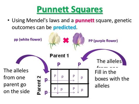 Punnett Squares