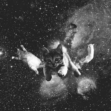 Кот В Космосе Картинки – Telegraph