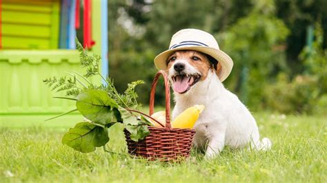 What Vegetables Can Dogs Eat Forbes Advisor