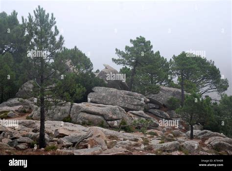 Corsican Pine Trees Pinus Nigra Ssp Laricia Corsicana Growing On