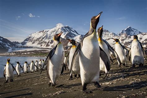 Antarctica Falklands South Georgia Tours Eclipse Travel