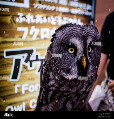 Owl cafe japan hi-res stock photography and images - Alamy