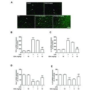 EDA Switched Microglial M1 To M2 Polarization In Vitro BV 2 Cells