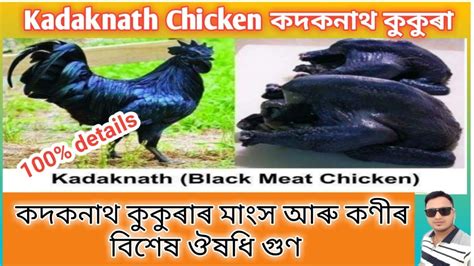 Medicinal Values Of Kadaknath Chicken কদকনাথ কুকুৰাৰ মাংস আৰু কণীৰ