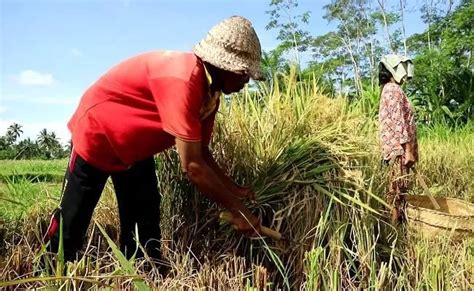 Terserang Hama Wereng Dan Tikus Petani Rendang Gagal Panen Radar Bali