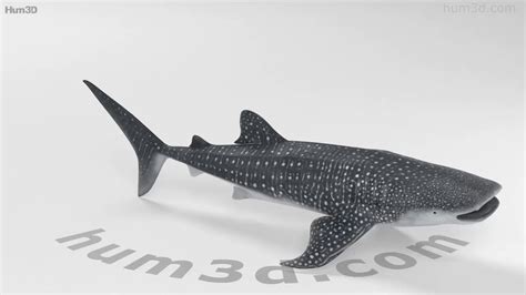 Whale Shark Hd 3d Model By Youtube