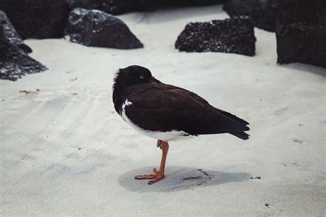 GALAPAGOS, ECUADOR. on Behance