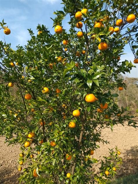 Mandarin Orange Well Watered Kinnow Plant At Best Price In Saharanpur