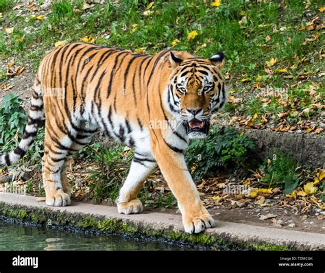 La tigre siberiana Panthera tigris altaica è il gatto più grande del