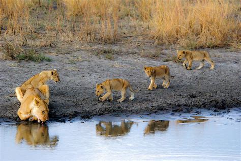 Momma Lion And Cubs 4 Photograph By Marc Levine