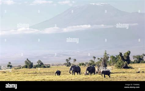 Mt Kilimanjaro Elephant Hi Res Stock Photography And Images Alamy