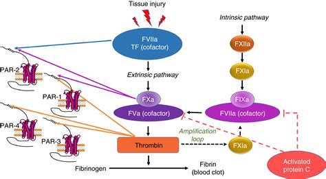 Targeting Coagulation Factor Receptors Protease‐activated Receptors