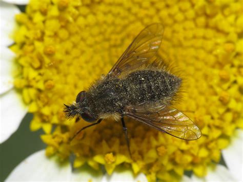 Conophorus Sp Female Bombyliidae Bee Flies Simon Oliver Flickr