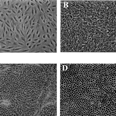 Retinyl Ester Synthesis In The Differentiated Arpe 19 Cells Cells