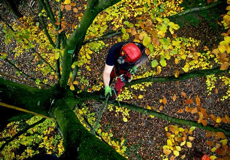 Professional Tree Surgeon Arborist And Tree Care Specialist Sheffield