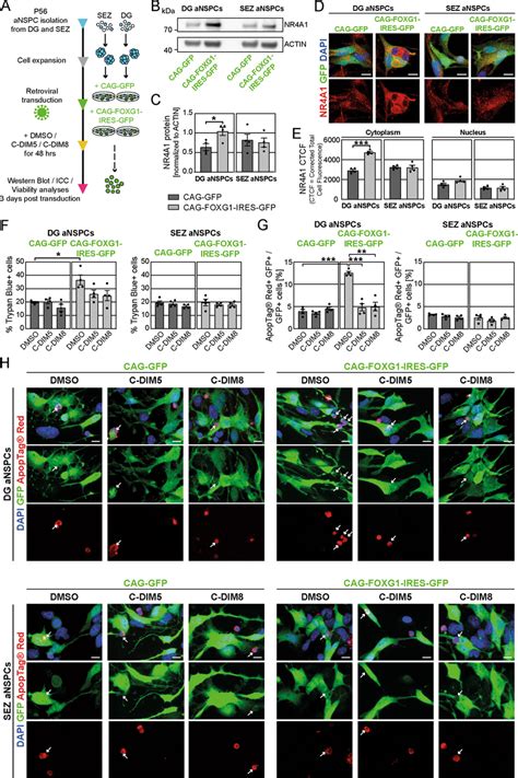 Pharmacological Interference With Nr A Function Rescues The Apoptosis