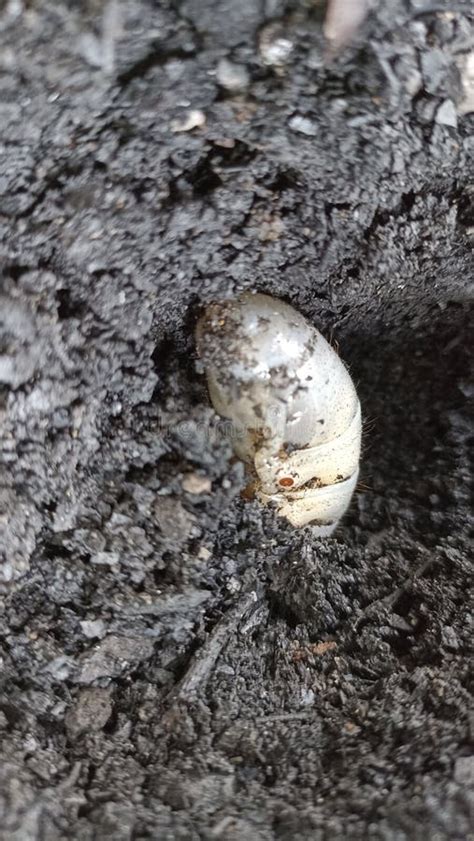 Horn Beetle Larvae that are Burying Themselves and Preparing To Turn ...