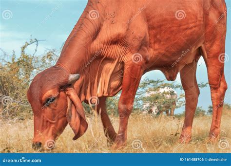 Gay Mata Gir Gya Kathiyawadi Cow Stock Photo Image Of Country Baby