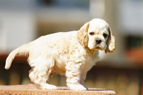 American Cocker Spaniel Charakter Fellpflege And Kauf Zooplus Magazin