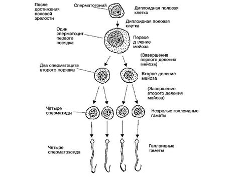 Эмбриология - презентация онлайн