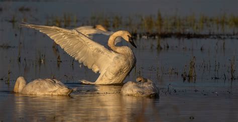 Trumpeter Swan | The PhotoNaturalist