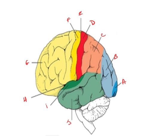 Cerveau Anat Sch Ma Cartes Quizlet