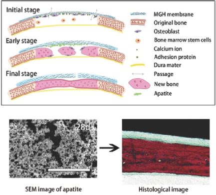 Advanced Materials X Mol