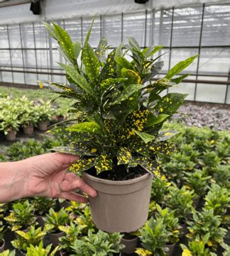 Croton Acubafolia Cm Pot Opperman Plants Ltd