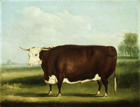 Hereford Bull Painting By William Henry Davis