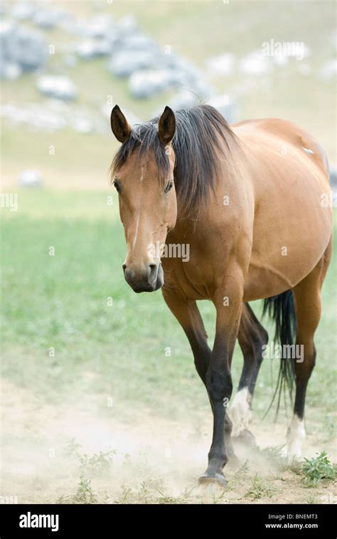 Horse Equus Ferus Caballus Stock Photo Alamy