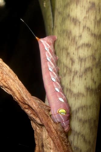 Green Pergesa Hawkmoth Common Caterpillars Of Hong Kong Inaturalist