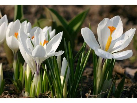 Крокус - Crocus. Уход за Крокусами. Фото