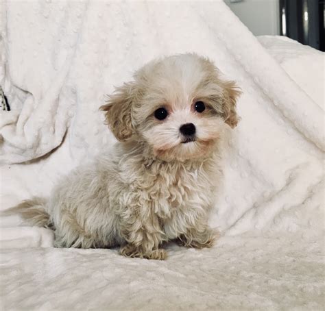 Teacup Male Maltipoo Puppy! - iHeartTeacups