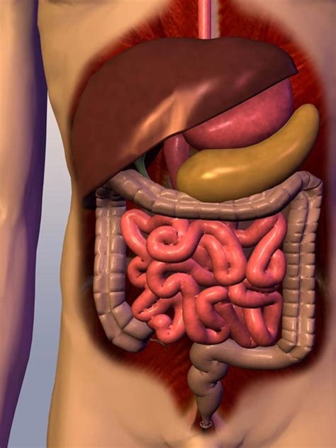 Facts About The Digestive System Off