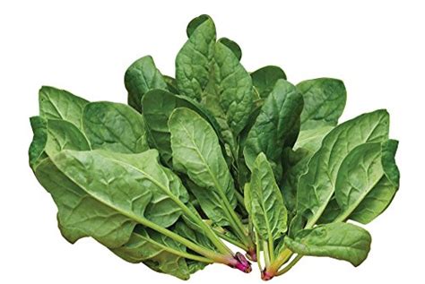 25 Spinach Varieties To Try In Your Garden Green Thumb Gardener