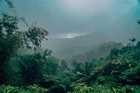 8 Tips for Your Day at El Yunque Rainforest • Amanda Wanders