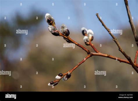 Branch With Flowering Pussy Willow Salix Caprea On A Sunny Spring Day In March Easter Branch