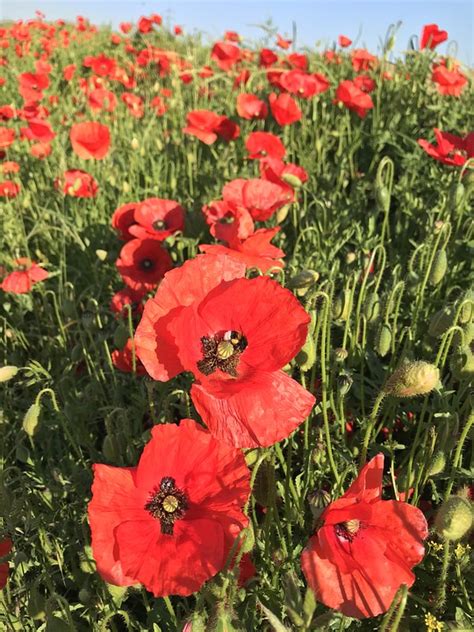 Klatschmohn Mohn Mohnblumen Kostenloses Foto Auf Pixabay Pixabay