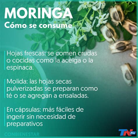 Formas De Tomar Moringa Y Sacar Beneficios Video