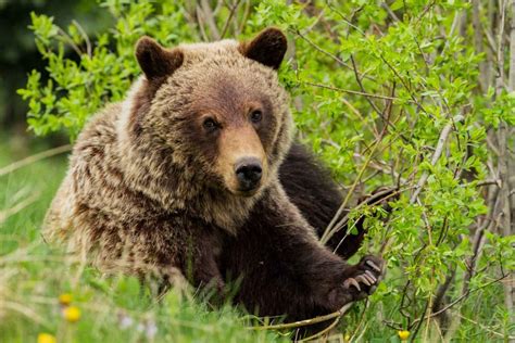 Manitoba Grizzly Bears Need Your Help Cpaws Manitoba