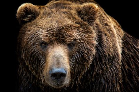 A Guide to Hunting the Alaska Peninsula Brown Bear